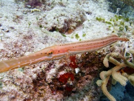 IMG 3204 Curious Trumpetfish